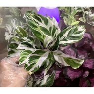 ☂Calathea White Fusion Rare