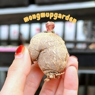 SA [3-3.5cm] 1 Desert Rose Root