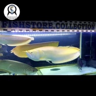 Ikan arwana silver albino monster 80Cm