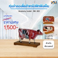 Anatomy model: NK- 603 หุ่นจำลองวัวสำหรับฝึกฝังเข็ม