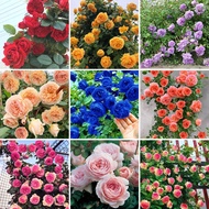 Buto Ng Bulaklak 70seeds Colorful Climbing Rose Flower Seed for Sale (Mixed 70 Seeds) Japanese Rose Seeds Bonsai Seed