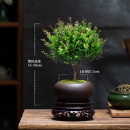 幼薇小叶赤楠老桩盆景苗植物花卉微景观水培办公室内好养四季常青盆栽 小叶赤楠+紫砂盆+圆形底盘 带盆栽好