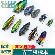 Gem Gelatin Rainbow Gelatin Worm Acacia Gelatin Ceiling Horse Island Cluster Mao Yan Gelatin Real In