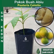 Pokok Buah Abiu Star Apple Ciku Australia Buah Kuning Caimito  Live Plant SHS Kebun