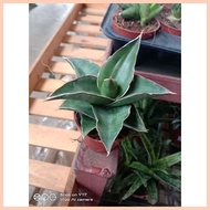 ♝ ◇ ▦ Sensevia/Snake Plant 4Sale