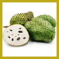 ♕ ⭐ ✻ Guyabano Soursop Seeds 10seeds