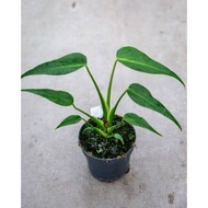 Monstera burle marx Flame, Live Garden Decoration