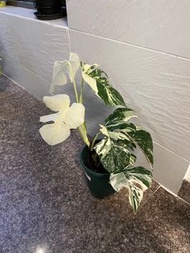 日本 白斑龜背芋 多白