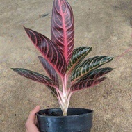 Original bibit bawah bonggol aglonema red sumatra