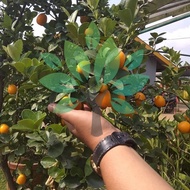 OBRAL bibit tanaman buah jeruk nagami/kumquat-bibit jeruk mini nagami