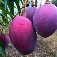 Pokok Mangga Irwin Hybrid 100%