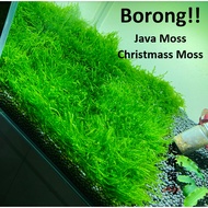 [BORONG] Java Moss Karpet hidup Murah & Segar (Java Moss/Christmas Moss/Hiasan Akuarium/Aquarium Dec