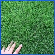 ◩ ✤ ✴ 100pcs Lawn Seed Courtyard Villa American Four Seasons Rye Grass Seeds Cold-protected Slope G