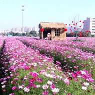 Cosmos Seeds Gesang Flowers Four Seasons Sowing Good Planting Easy-to-Live Greening Grass Flower See
