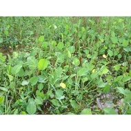 New Promo gendot Water Hyacinth Vegetable Seeds Ready to Plant