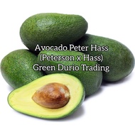 ANAK POKOK AVOCADO PETER HASS & LAMB HASS