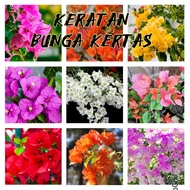 Cutting Bougainvillea / keratan bunga kertas