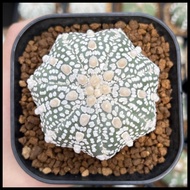 Kaktus Astrophytum Asterias Super Kabuto V-Type | V-Type Indukan