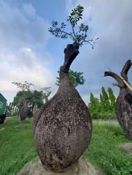 Tanaman Hias | Bottle Tree | Bergaransi