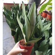 Sansevieria Moonshine Indoor Snake Plant with Pot