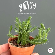 ยูโฟเบีย Euphorbia Submammillaris แคคตัส กระบองเพชร cactus&amp;succulent