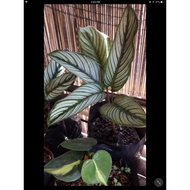 ♟Calathea White Star- For Luzon and visayas only(No to Palawan)