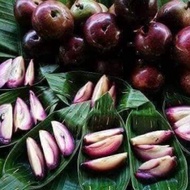 Anak pokok star apple/buah Susu Vietnam/caimito