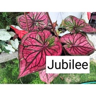Caladium/ID:Jubilee/Keladi