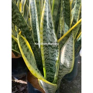 Sansevieria Trifasciata（Dracaena trifasciata）Lidah Buaya Size Besar Big Indoor Outdoor Plant Bunga H