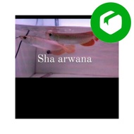 Ready Stock arwana super red ikan arwana sr