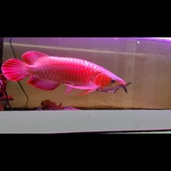 ikan arwana super red 40cm special