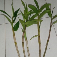 Terbaru Anggrek Dendrobium Albertine Mantap