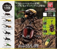 萬代扭蛋生物大圖鑒甲蟲系列09 全套