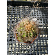 Augustfame - Gymnocalycium anisitii Variegated GA9 翠晃冠锦  cactus succulent 仙人掌