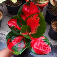 Aglaonema suksom mutasi /Aglonema suksom mutasi / Aglonema suksom