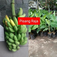 BIBIT PISANG RAJA SUPER