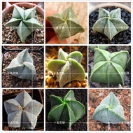Cactus Astrophytum Myriostigma - Succulent seeds - Cactus seeds  - 10 Mix Seeds
