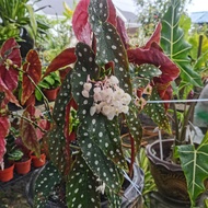 BEGONIA polkadot pokok hidup