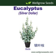 Eucalyptus Silver Dollar (8sds) Flower Seeds Wellgrow Seeds