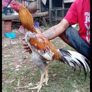 Fress Telur Ayam Bangkok Super Jumbo Fertil Asli Untuk Ditetaskan