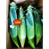 Cameron Highlands FRESH - PEARL SWEET CORN - 金马伦珍珠玉米