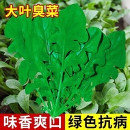 Stinky Vegetables (Sesame Vegetables) Seeds All Leaves Wide Leaves Stinky Vegetables Seeds Original 
