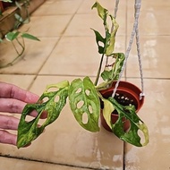Monstera Adansonii Aurea