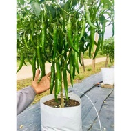 2 Liter Baja AB (1liter A dan 1liter B)