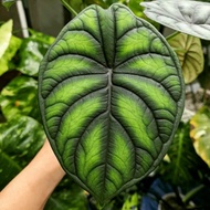 ALOCASIA DRAGON SCALE Tanaman indoor alocasia dragon scale