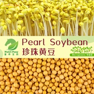 1 KG Pearl Soybean Sprouts Microgreens Seeds Non-GMO 珍珠黃豆芽苗菜种子 Biji Benih Kacang Soya Taugeh Soy Bea