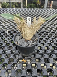 Augustfame - Pachypodium brevicaule x densiflorum D1  惠比大黑 Caudex Succulent