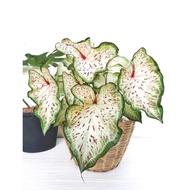 UBI BENIH KELADI ( THAI HONG SU WAN )  READY STOCK  CALADIUM BULB SEED TANAMAN BUNGA HIAS HIASAN LAMAN FLOWER PLANT