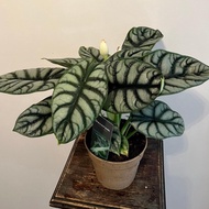 Alocasia Silver Dragon Alocasia Dragon Silver Alocasia Tengkorak