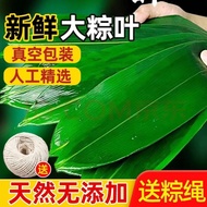 Dragon Boat Festival Rice Dumpling Leaves Authentic Fresh Rice Dumpling Leaves Rice Dumplings Fresh 
